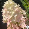 Hydrangea paniculata 'Little Blossom' - Aedhortensia 'Little Blossom' C2/2L